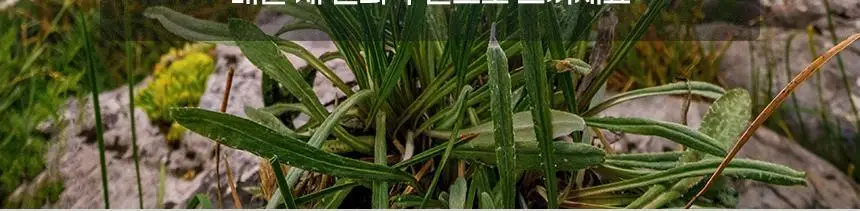 [대용량] 덴티본조르노 고불소/미백 치약 100g 3+1개 (+혀클리너 증정) 상세페이지 26